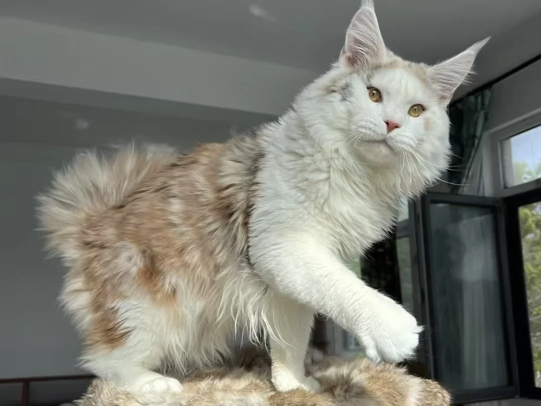 上海缅因猫公猫配种信息 — 已完成基因检测