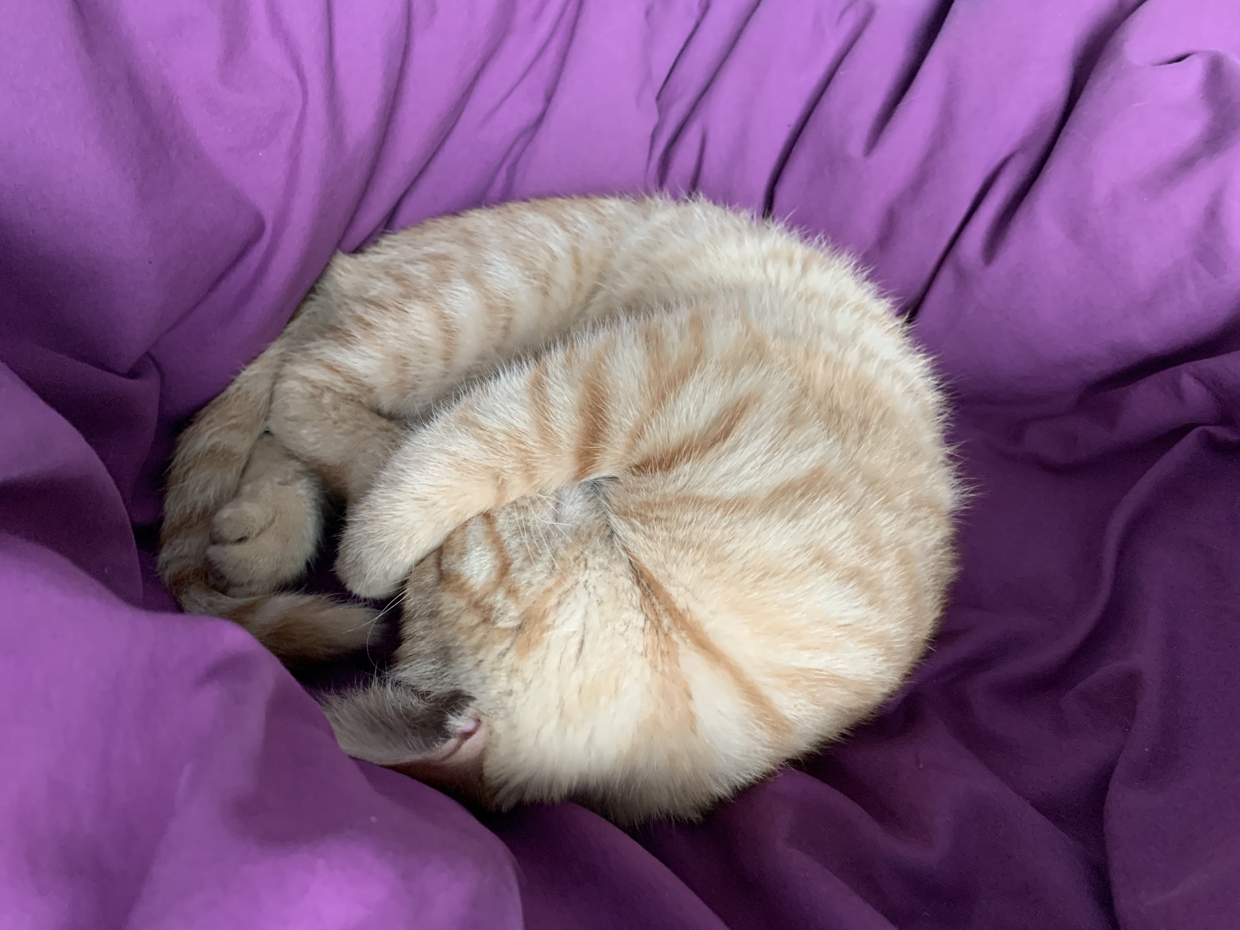 辣条:一只对世界保持适度冷淡的狸花猫