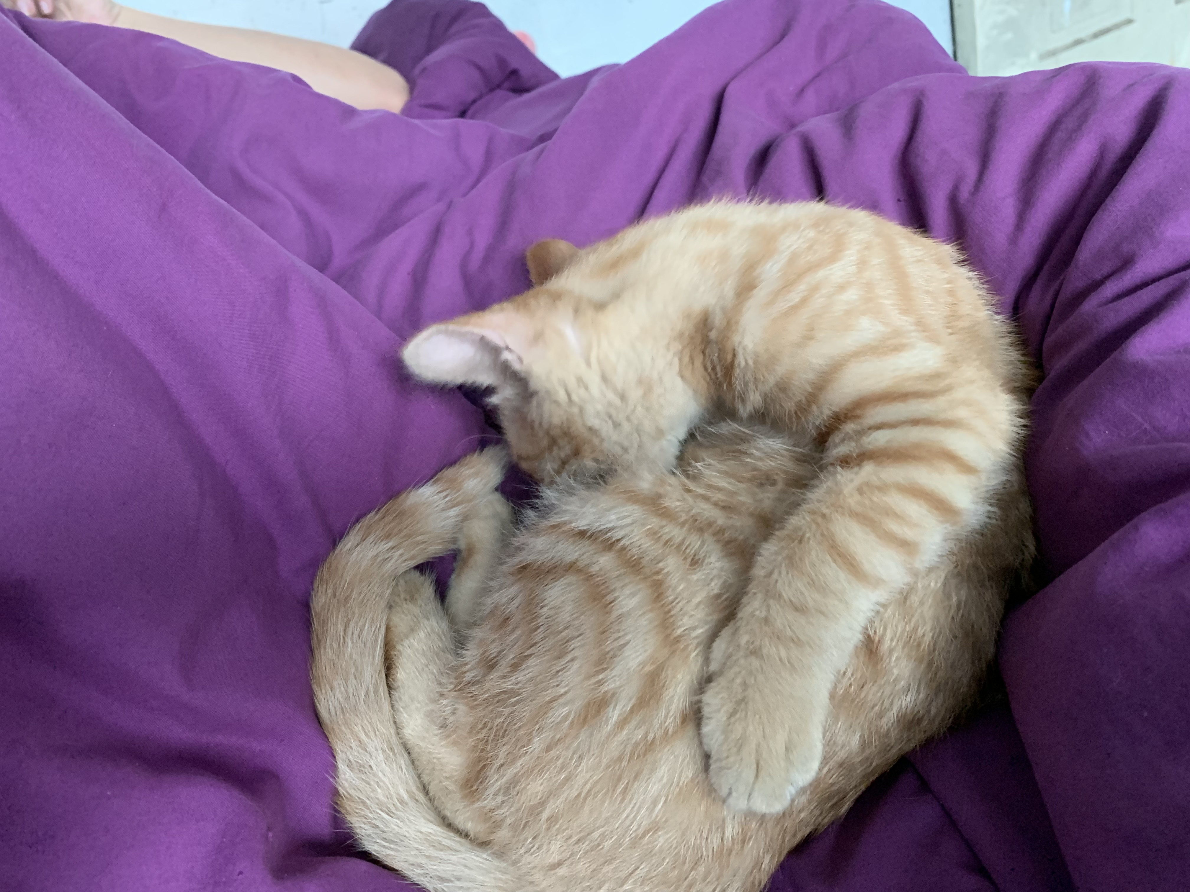 辣条:一只对世界保持适度冷淡的狸花猫