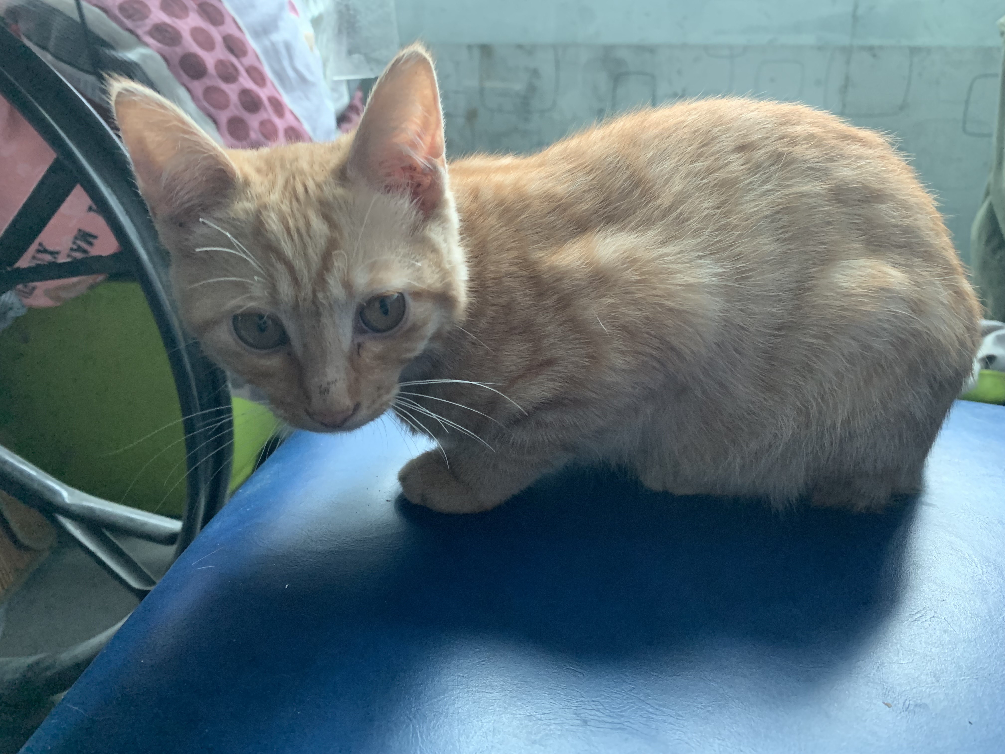 辣条:一只对世界保持适度冷淡的狸花猫