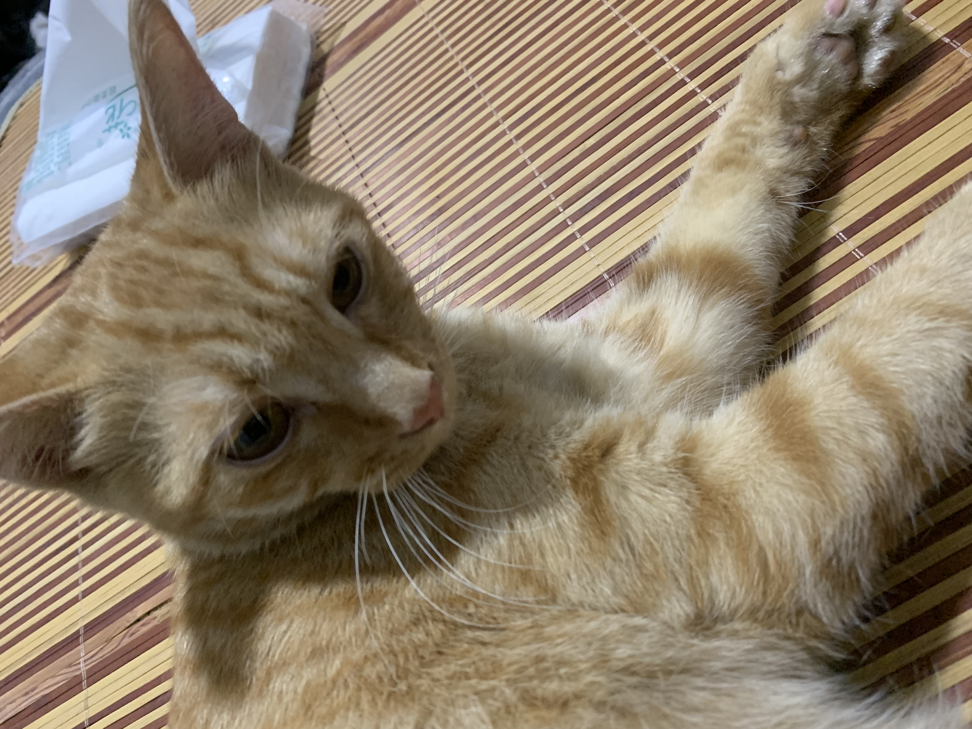 辣条:一只对世界保持适度冷淡的狸花猫