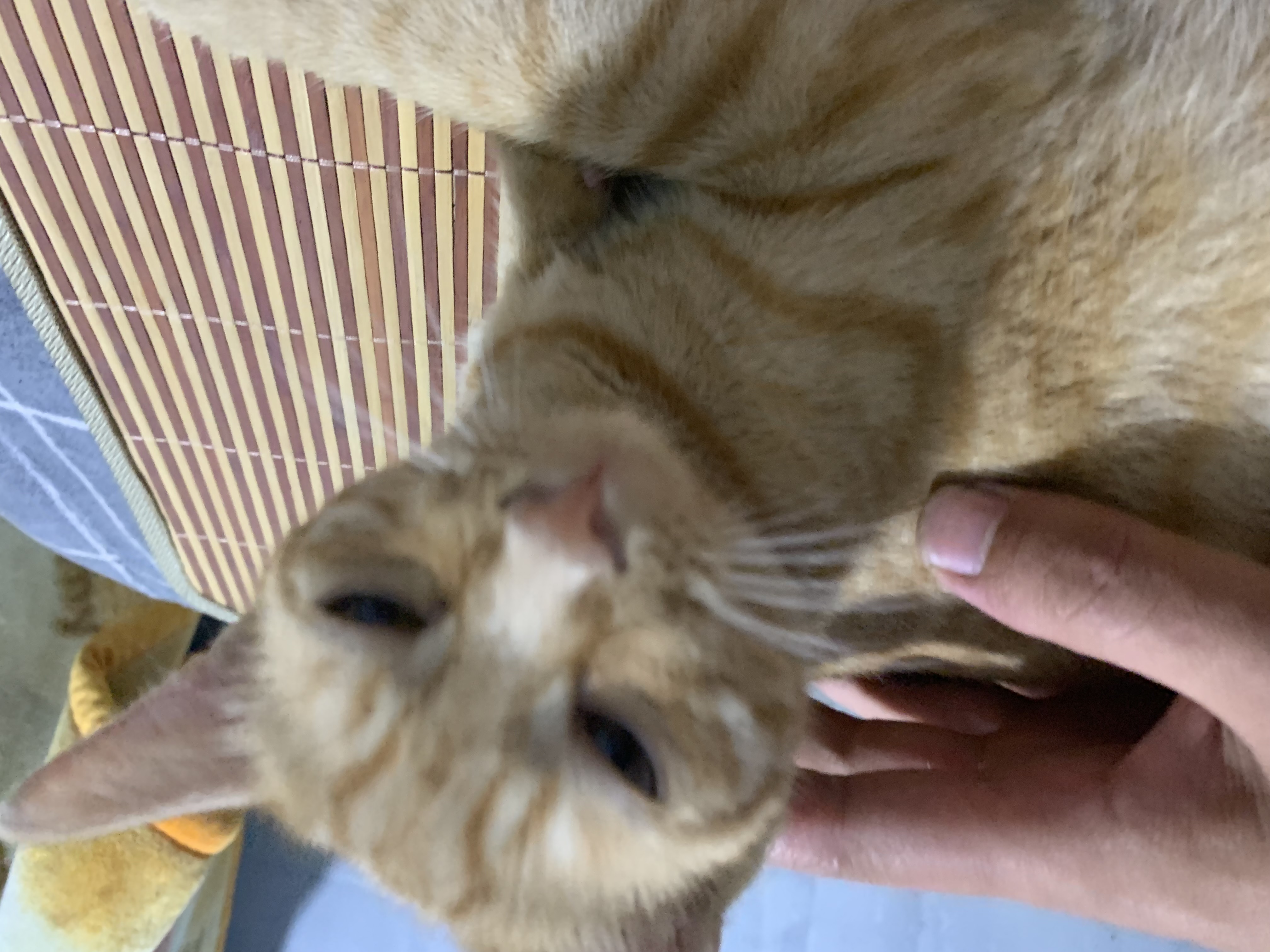 辣条:一只对世界保持适度冷淡的狸花猫